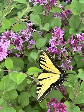 Meet your Posher, Jacqueline